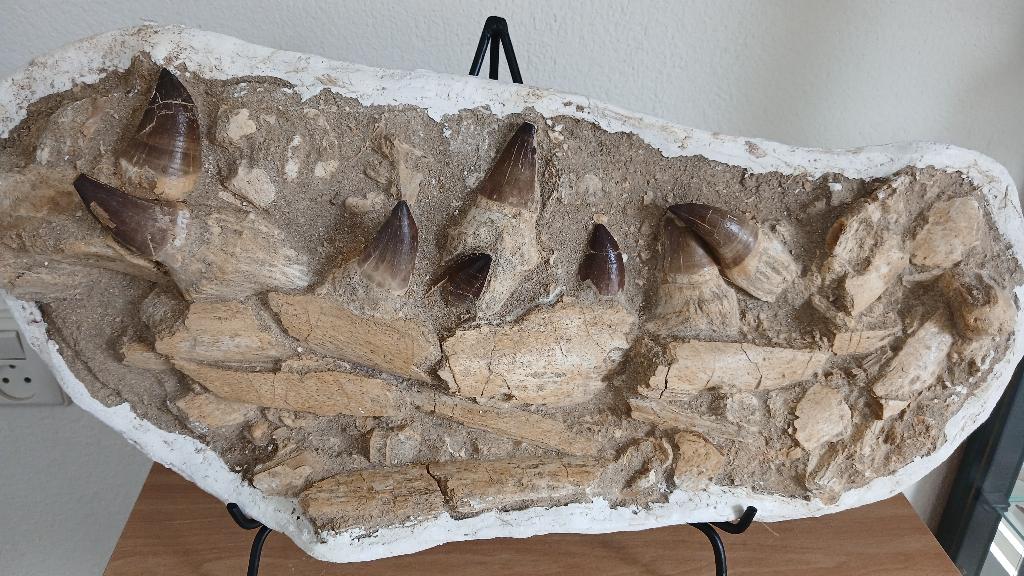 Fossile de dinosaure à mâchoire de mosasaure, Collections, Minéraux & Fossiles, Enlèvement, Fossile