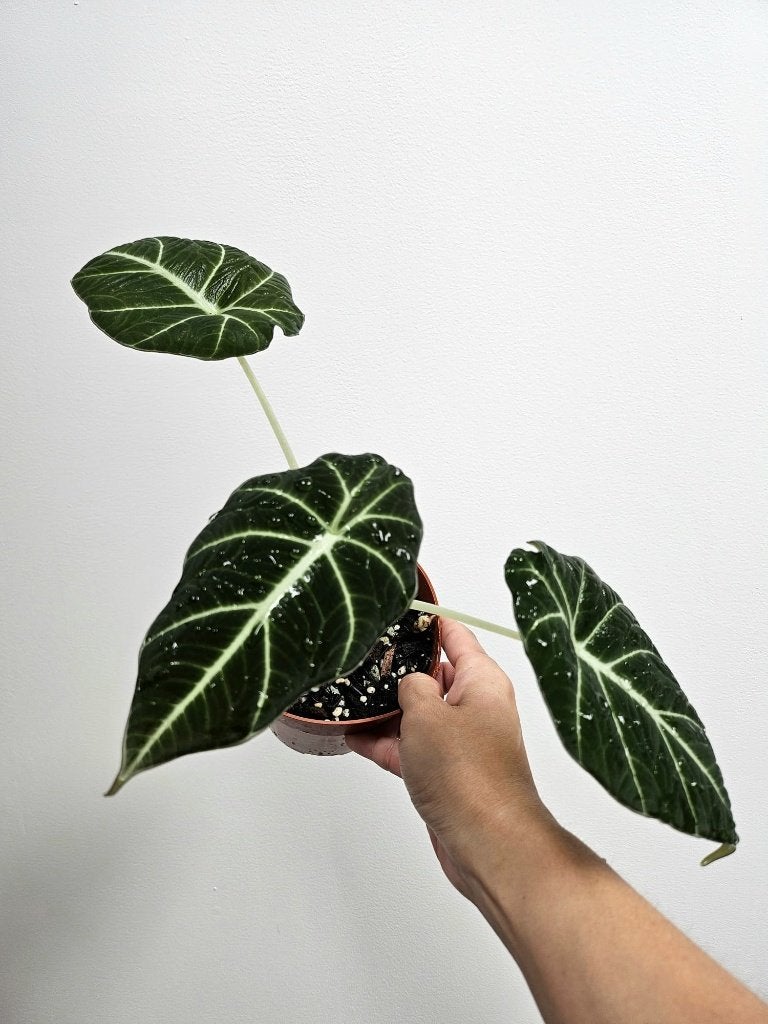 Alocasia Black Velvet #5, Autres espèces, En pot, Enlèvement ou Envoi, Moins de 100 cm