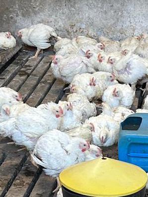Coqs de 6 semaines à vendre, Mâle, Poule ou poulet