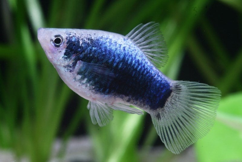 Gezocht: blauwe , rode en dalmatiër platy, Dieren en Toebehoren, Ophalen