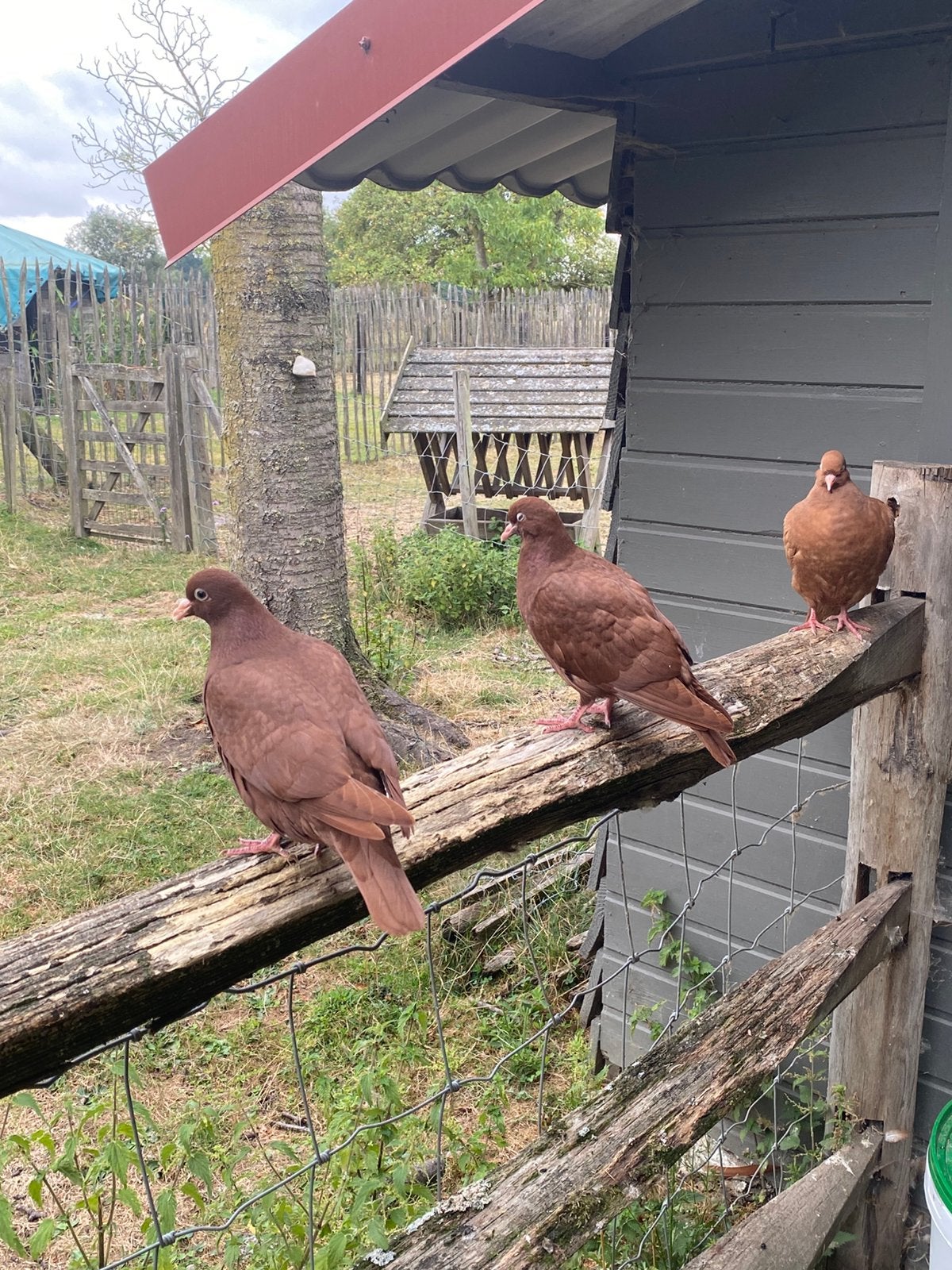 Carneau duiven 2026, Dieren en Toebehoren, Vogels | Duiven, Meerdere dieren, Overige soorten