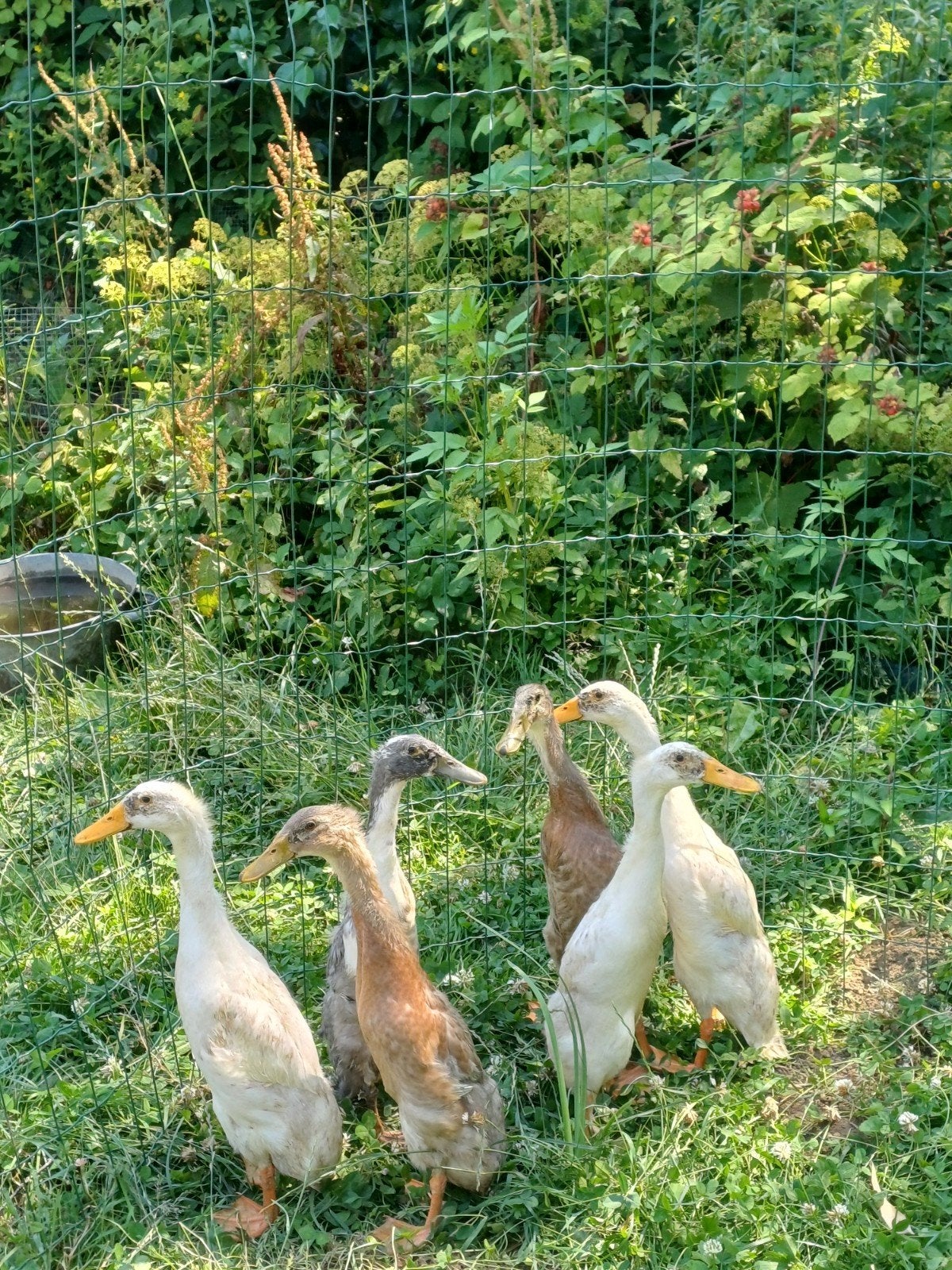 Jonge loopeenden, Dieren en Toebehoren, Pluimvee, Eend, Geslacht onbekend