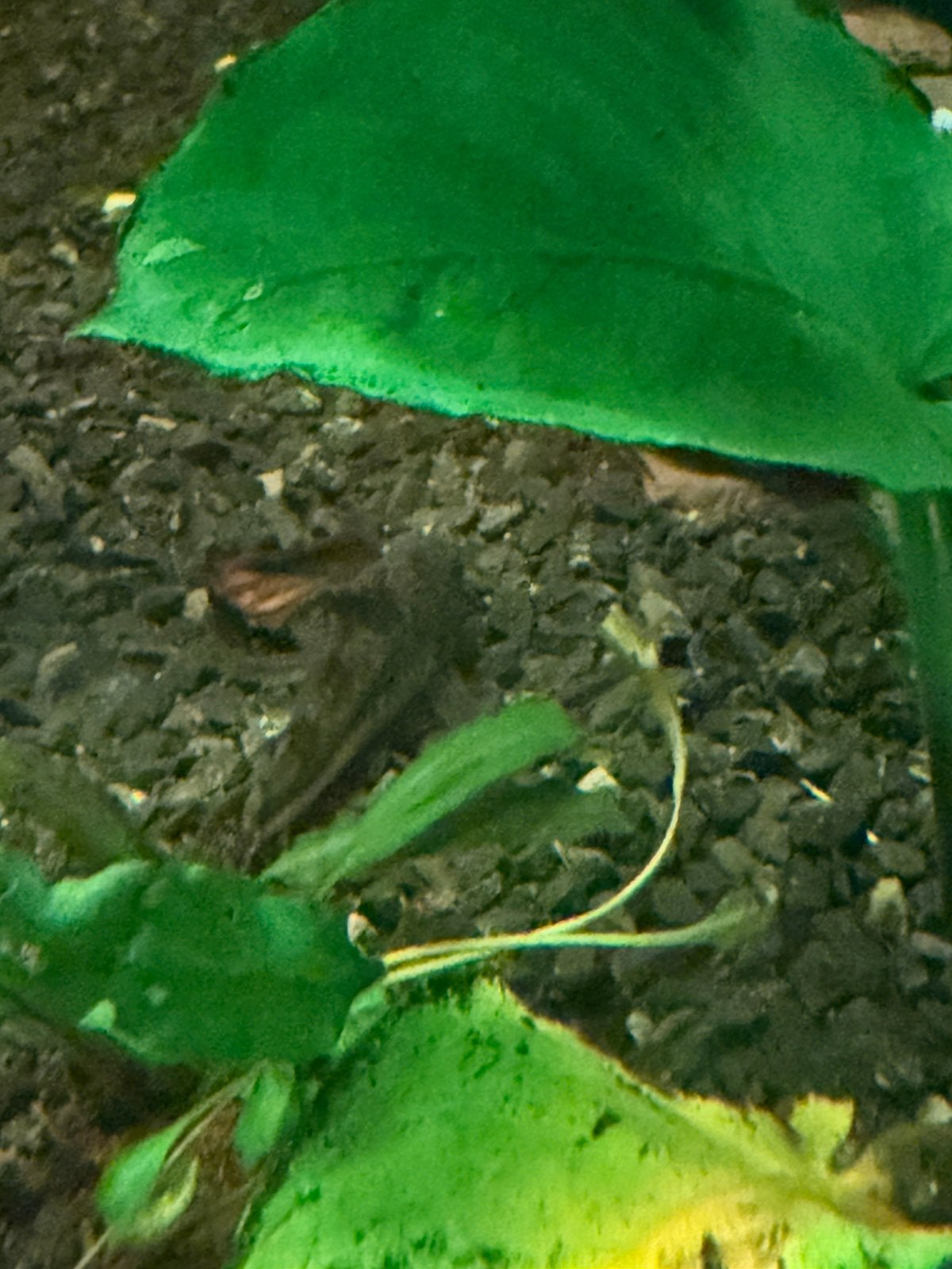 Corydoras, Animaux & Accessoires, Poisson, Poisson d'eau douce