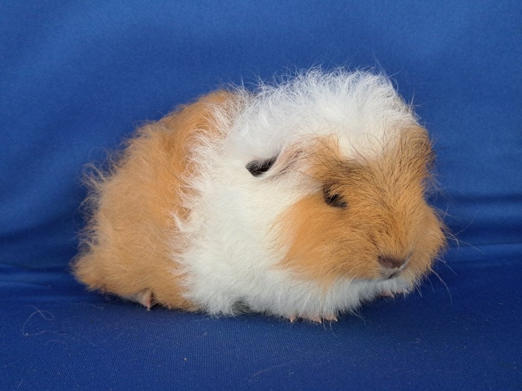 Mooie ch teddy cavia beertjes beschikbaar, Dieren en Toebehoren, Knaagdieren, Cavia, Mannelijk, Mei, Tam