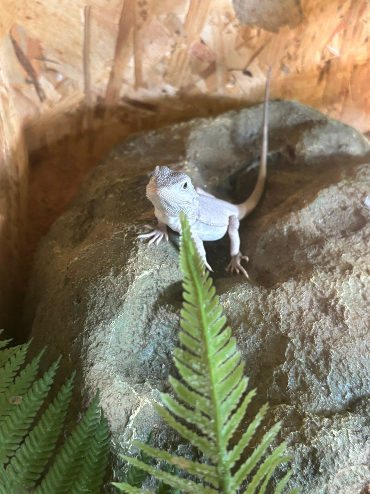 100% Witblits-Zero baardagaam ( mannetje) + osb terrarium, Hagedis, Met terrarium, 0 tot 2 jaar