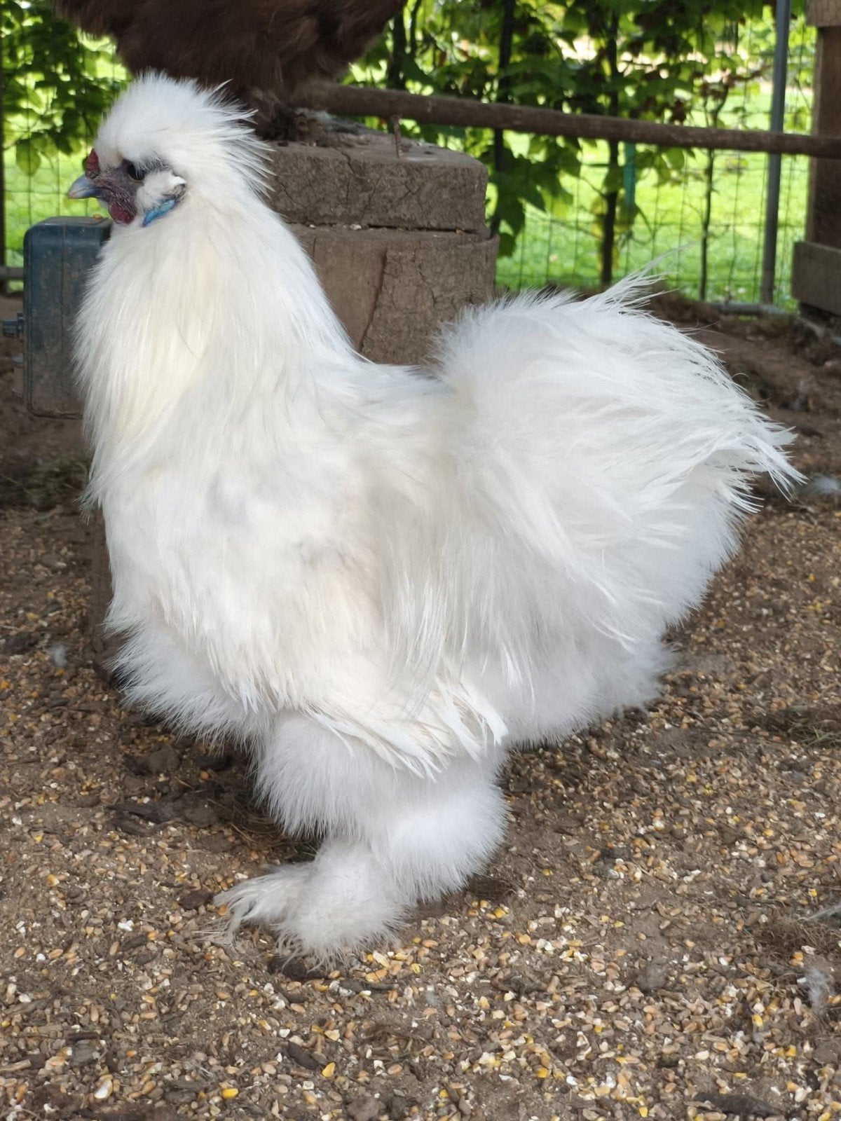 Wit zijdehoen haantje 09/25 ... GRATIS, Dieren en Toebehoren