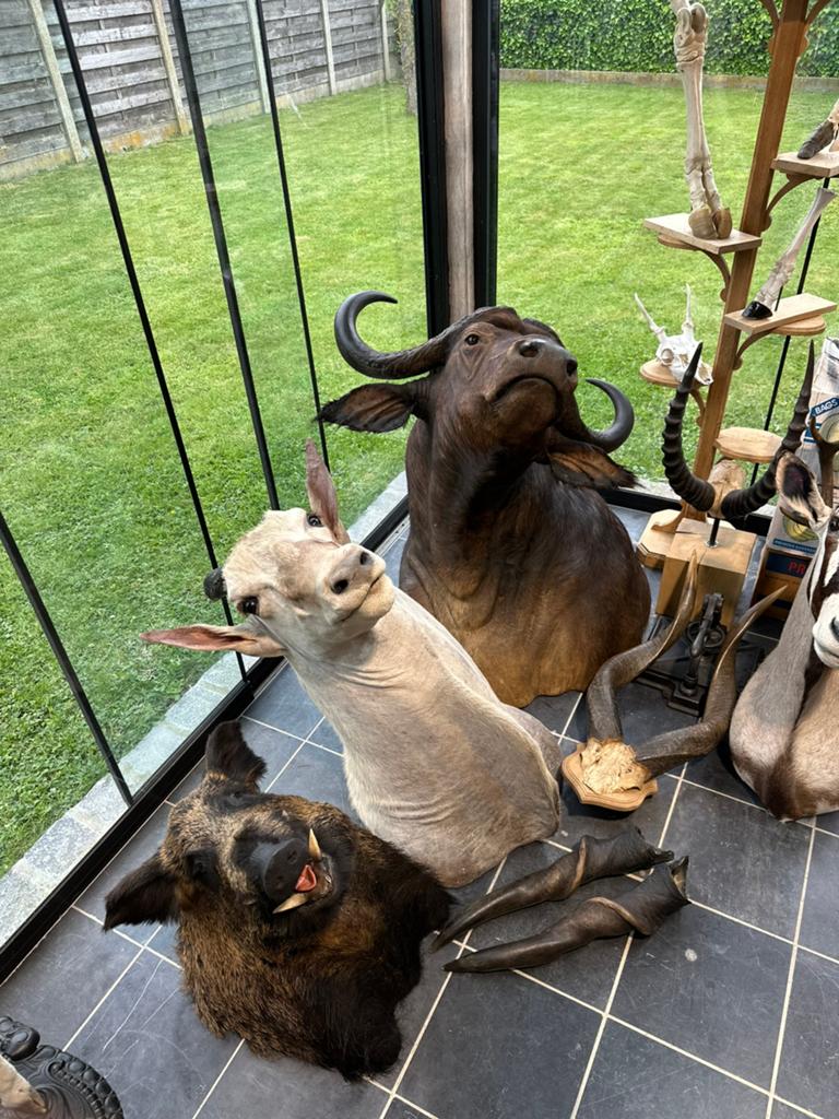 Te koop opgezette dieren, Enlèvement