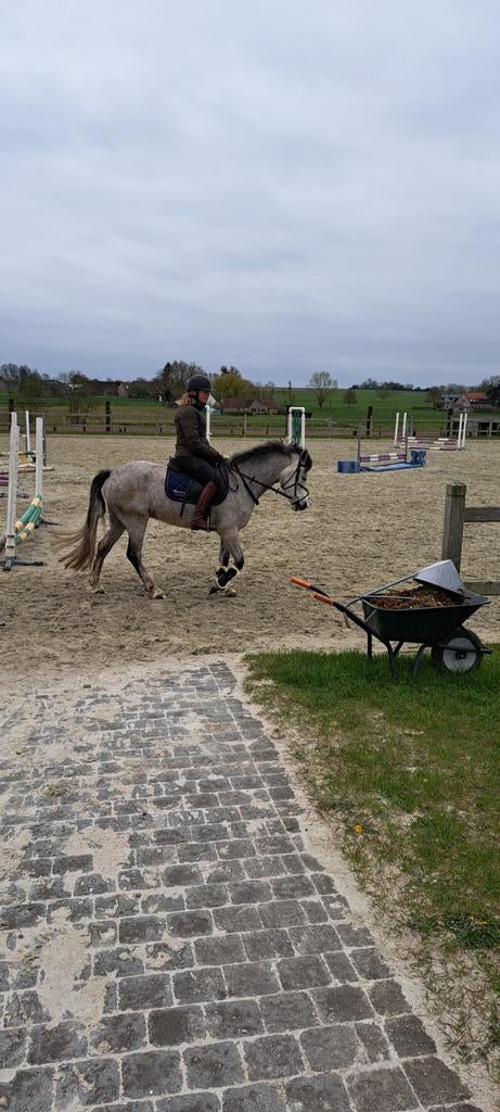 Pony te koop, Dieren en Toebehoren, Merrie