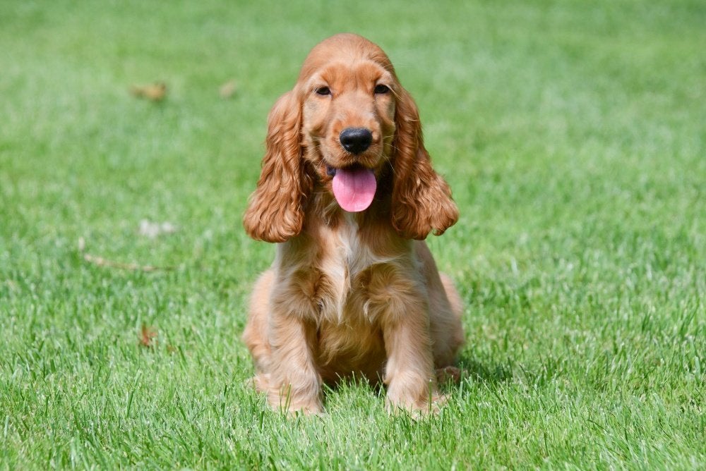 Chiots Cocker Spaniel anglais à vendre, 15 semaines à 1 an, Chien (mâle), Plusieurs, Étranger
