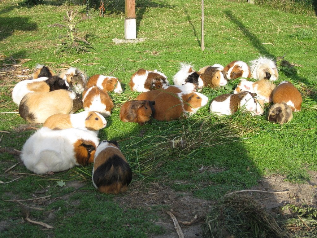 cavia jonge, Domestique, Plusieurs animaux, Cobaye, Juillet