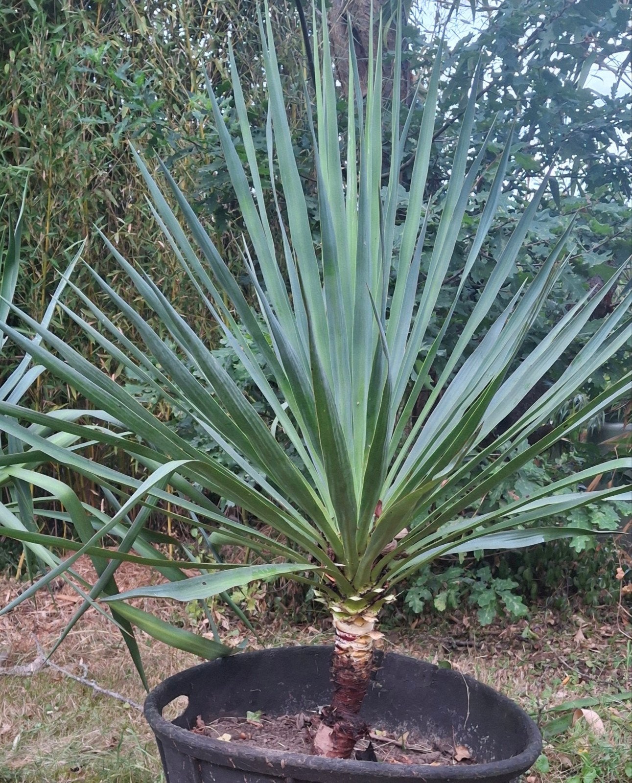 Yucca winterhard en droogte en vochtigheid bestand, Tuin en Terras, Planten | Bomen, Ophalen