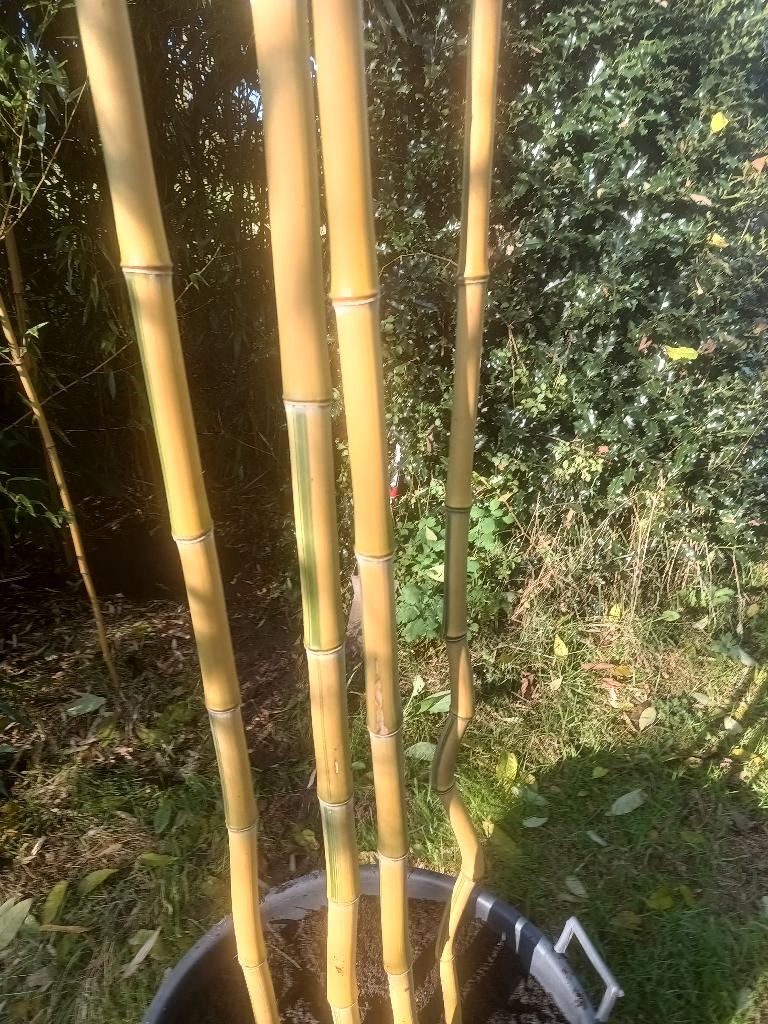 bamboe: Phyllostachys, Jardin & Terrasse, Plantes | Jardin, Enlèvement, Plante fixe