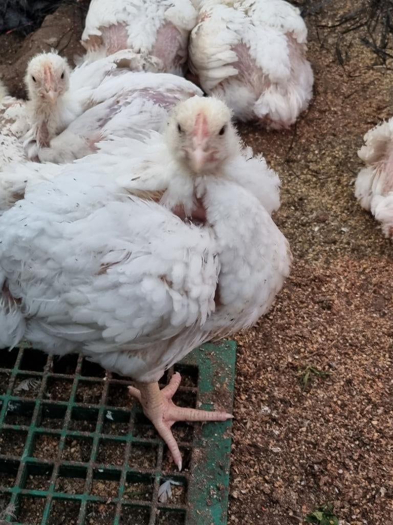 Hanen, slachthanen,slachtkippen, vetkippen, ross308, Dieren en Toebehoren, Pluimvee