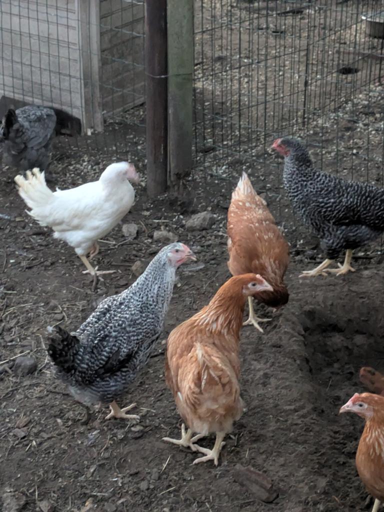 Bruine tamme legkippen, Dieren en Toebehoren, Pluimvee