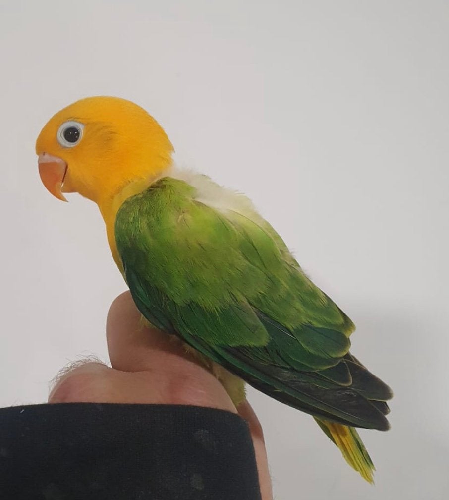 Yellowface opaline fischeri