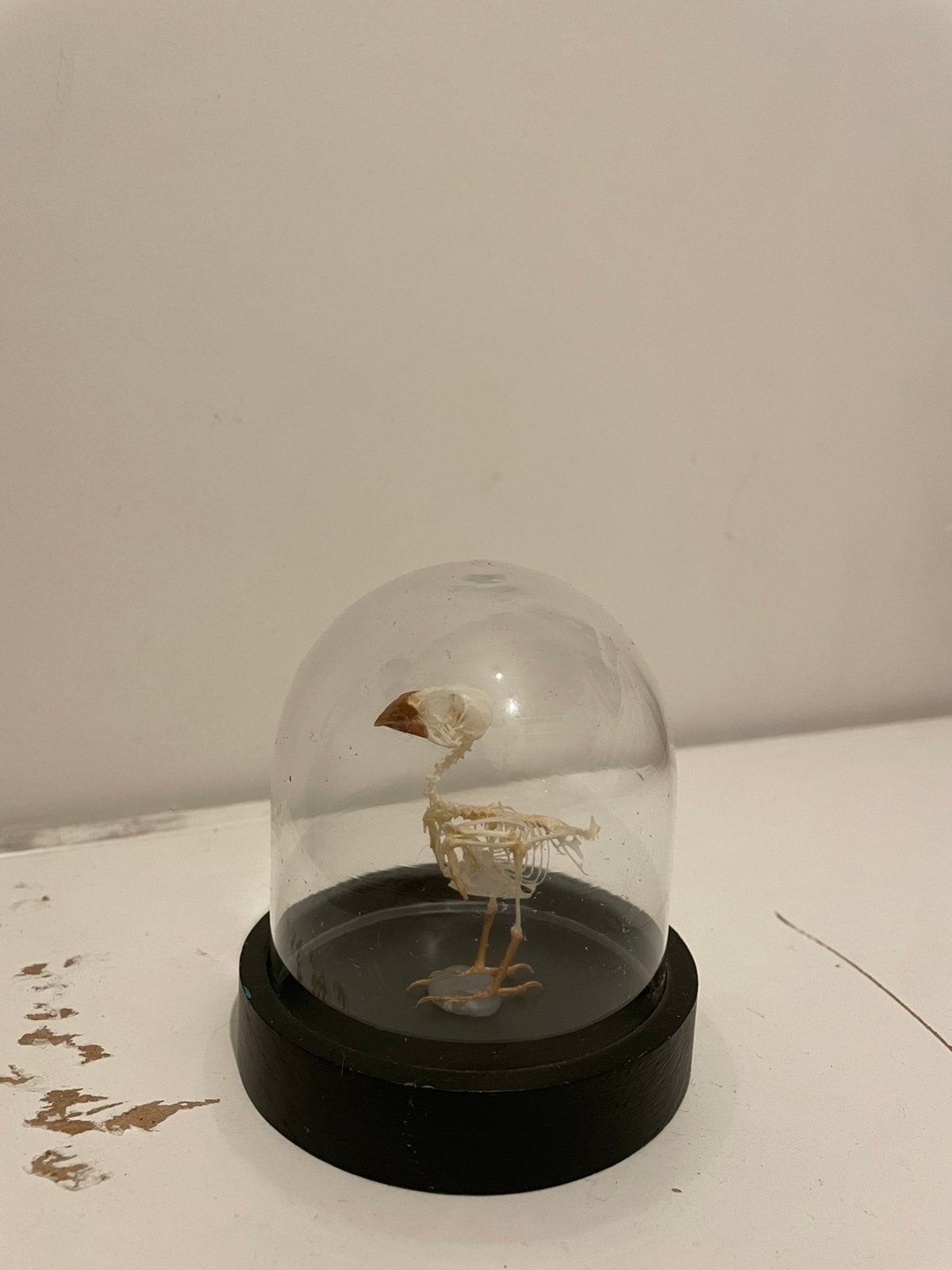 Opgezet vogeltje, Ophalen of Verzenden, Zo goed als nieuw