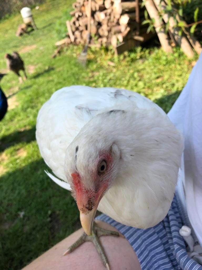 Oeufs fécondés d’Araucana croisé Brahma Isabelle à vendre, Plusieurs animaux, Poule ou poulet