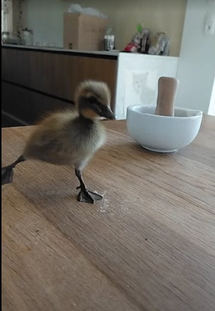 Loopeend kuikens, Sexe inconnu, Canard