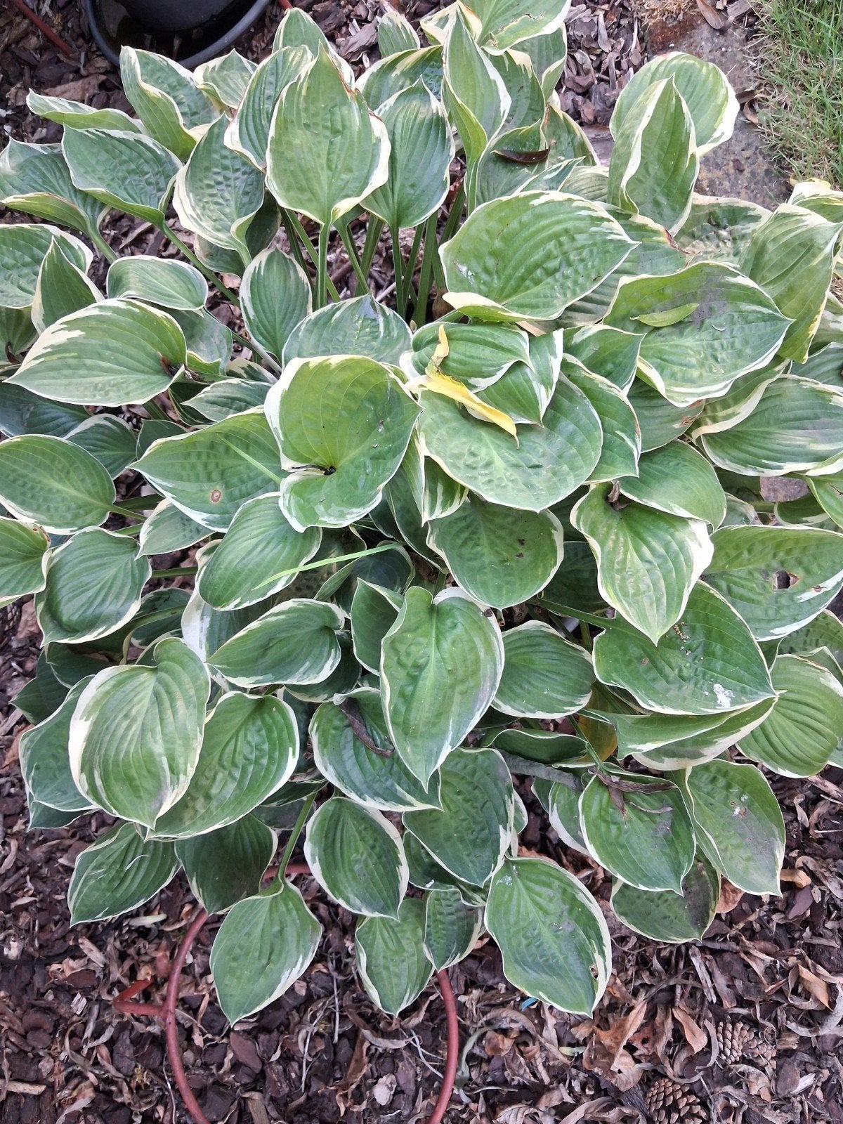 hosta groen met crèmekleurige rand 15euro,prijsje voor meer, Tuin en Terras, Ophalen, Vaste plant, Halfschaduw