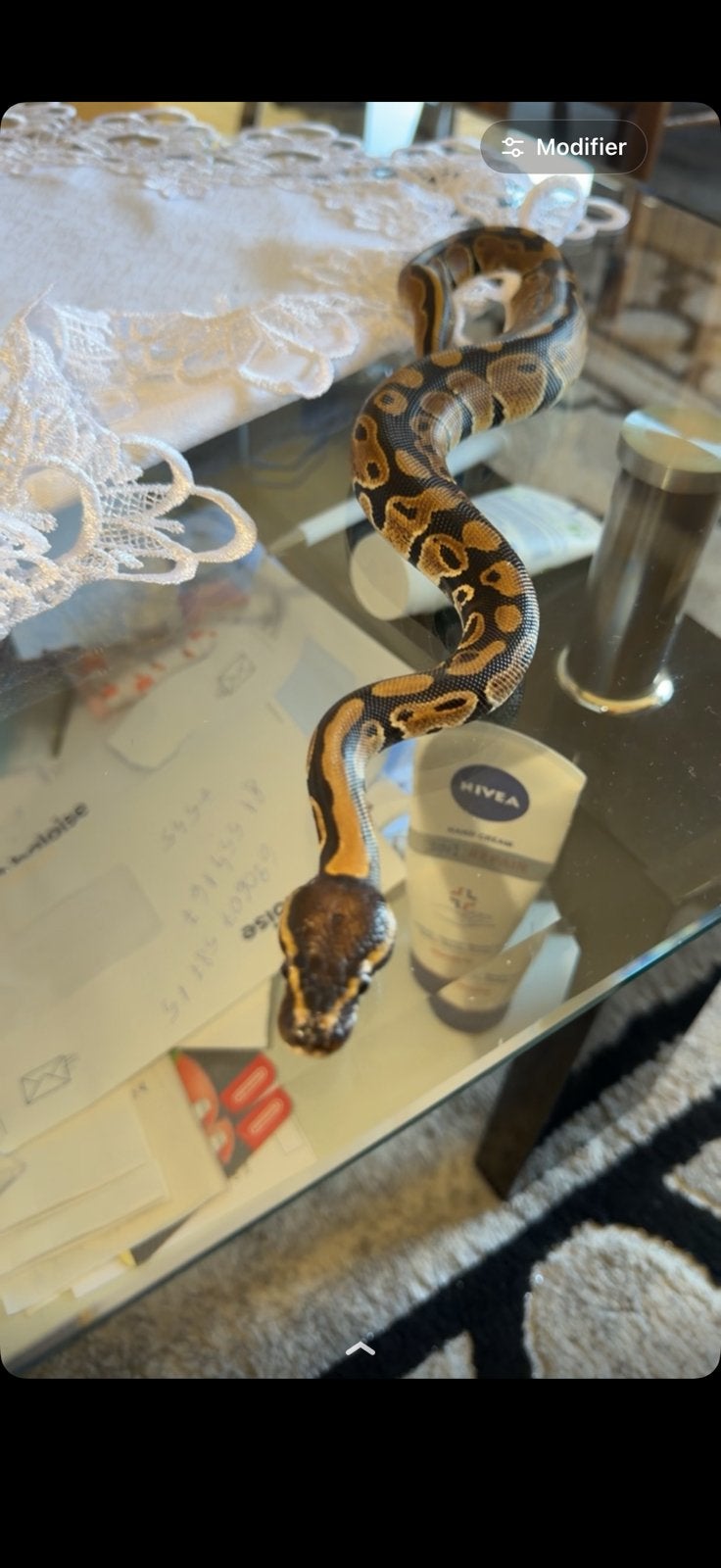Jonge koninklijke python., Tickets en Kaartjes