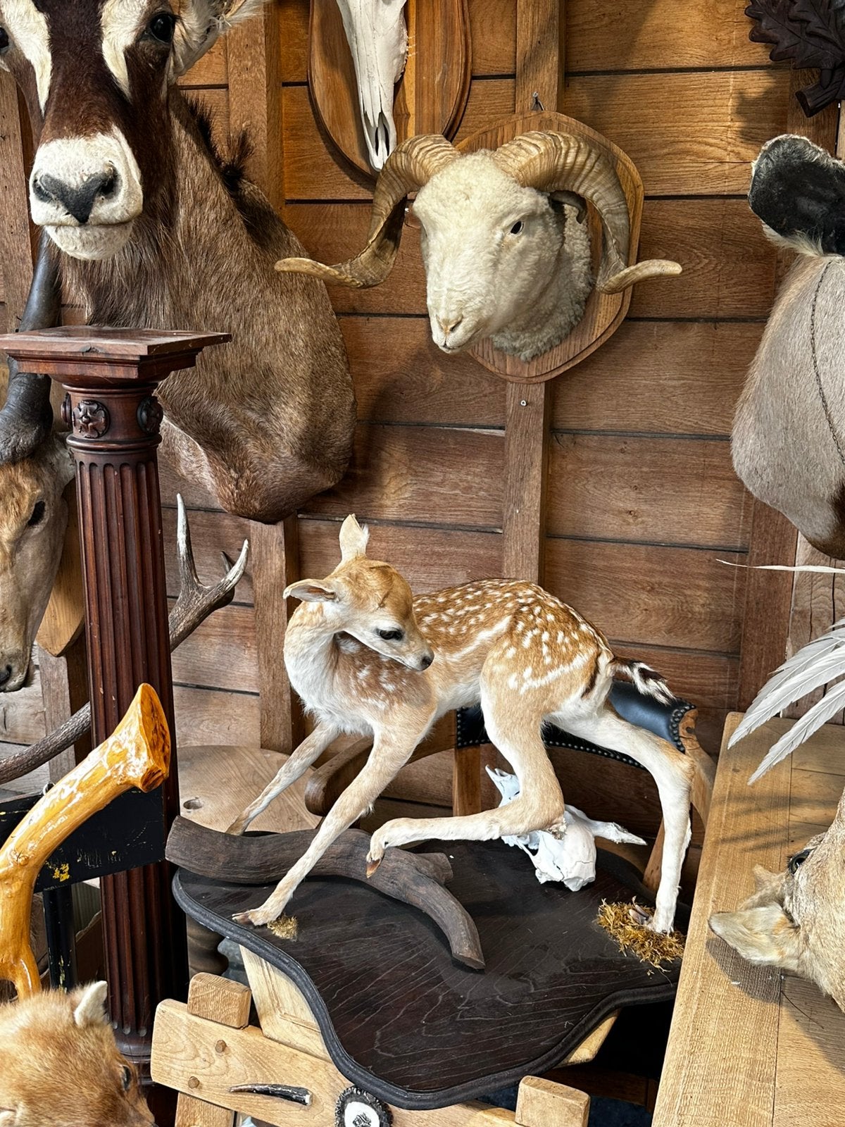 Te koop opgezette dieren, Enlèvement
