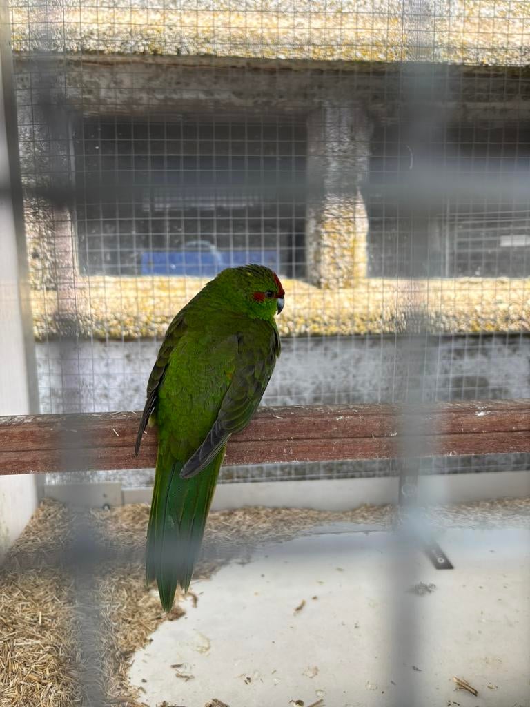 Kakariki, Dieren en Toebehoren, Meerdere dieren, Parkiet