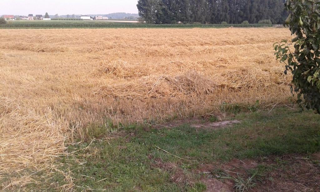 Tarwestro in kleine balen te koop, Zakelijke goederen, Landbouw | Veevoer, Ophalen