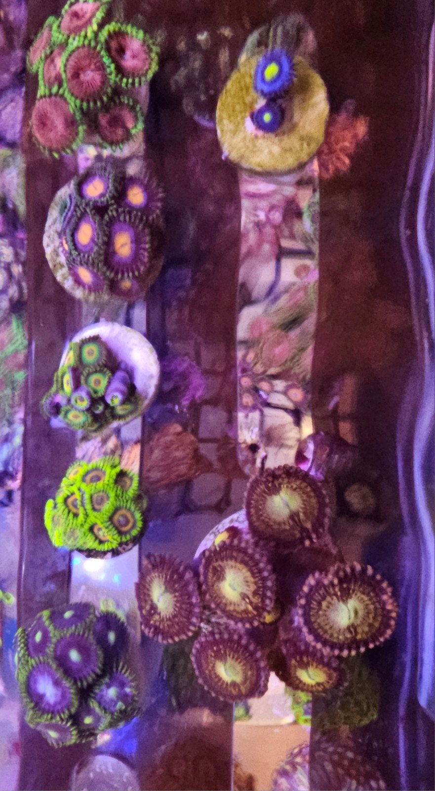zoanthus pakket, Dieren en Toebehoren, Overige typen, Zoutwatervis