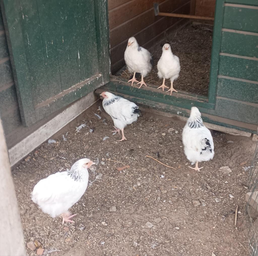 Succex kippen, Dieren en Toebehoren, Pluimvee