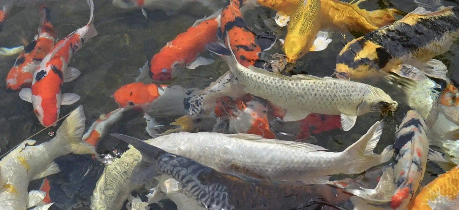 belles carpes koï de 50 à 70 cm, Animaux & Accessoires, Poissons | Poissons d'étang