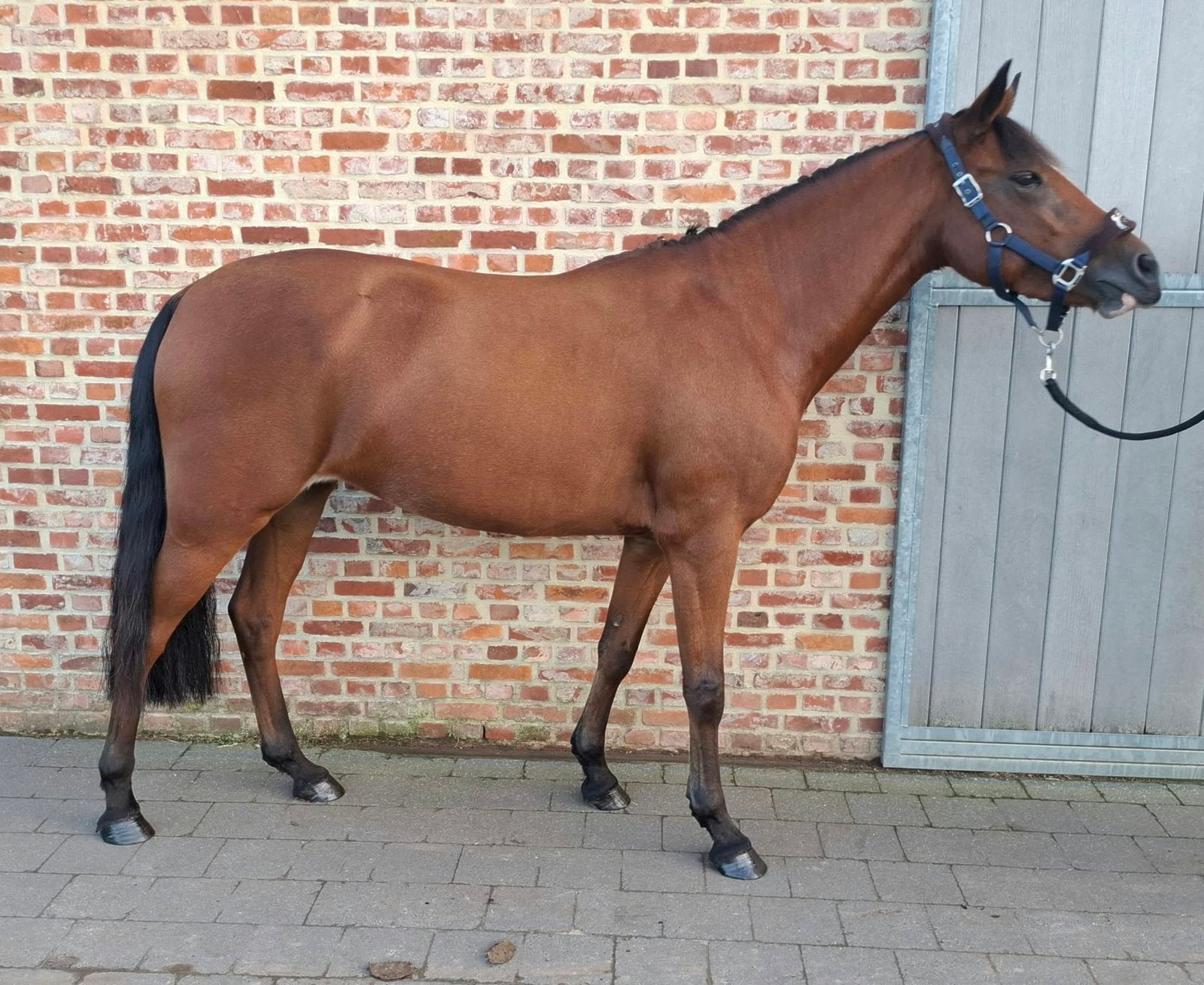Uitzonderlijk brave 4-jarige New Forest merrie, B, Avec pedigree, Poney D (1.37 m à 1.48m), Poney de saut