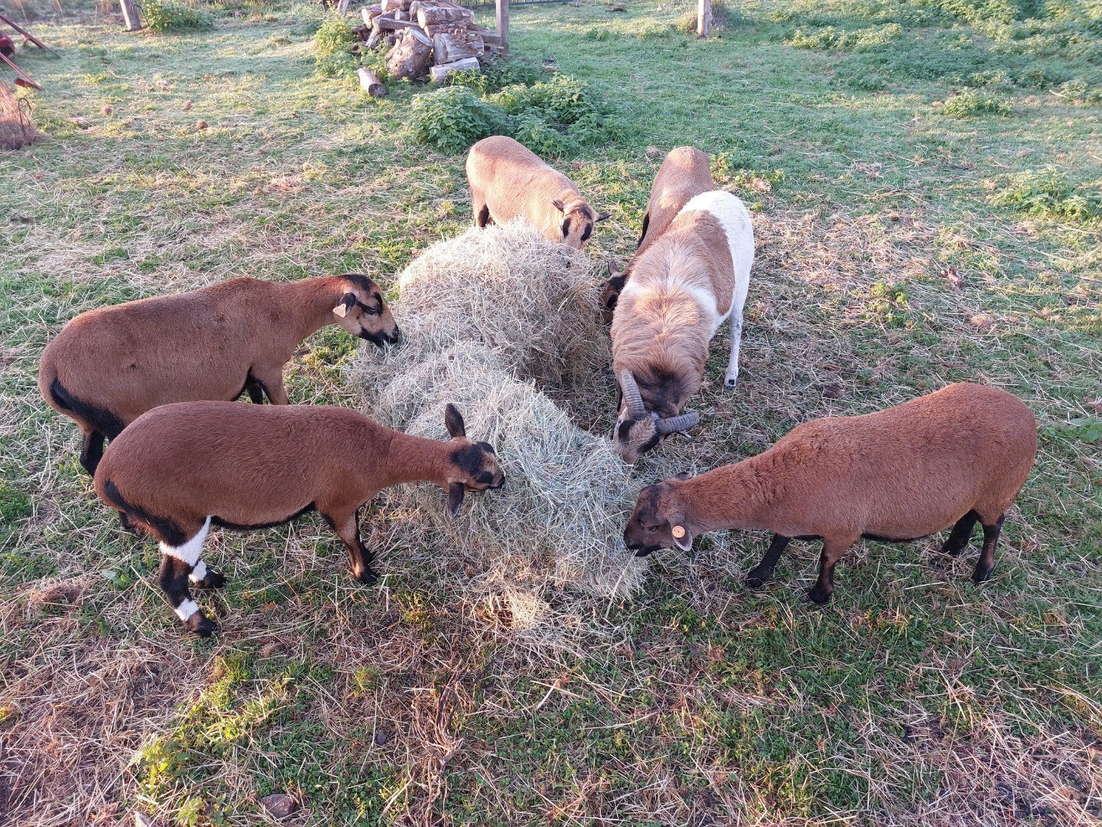 Kameroenschapen Ooien en Ram, Plusieurs animaux, Mouton