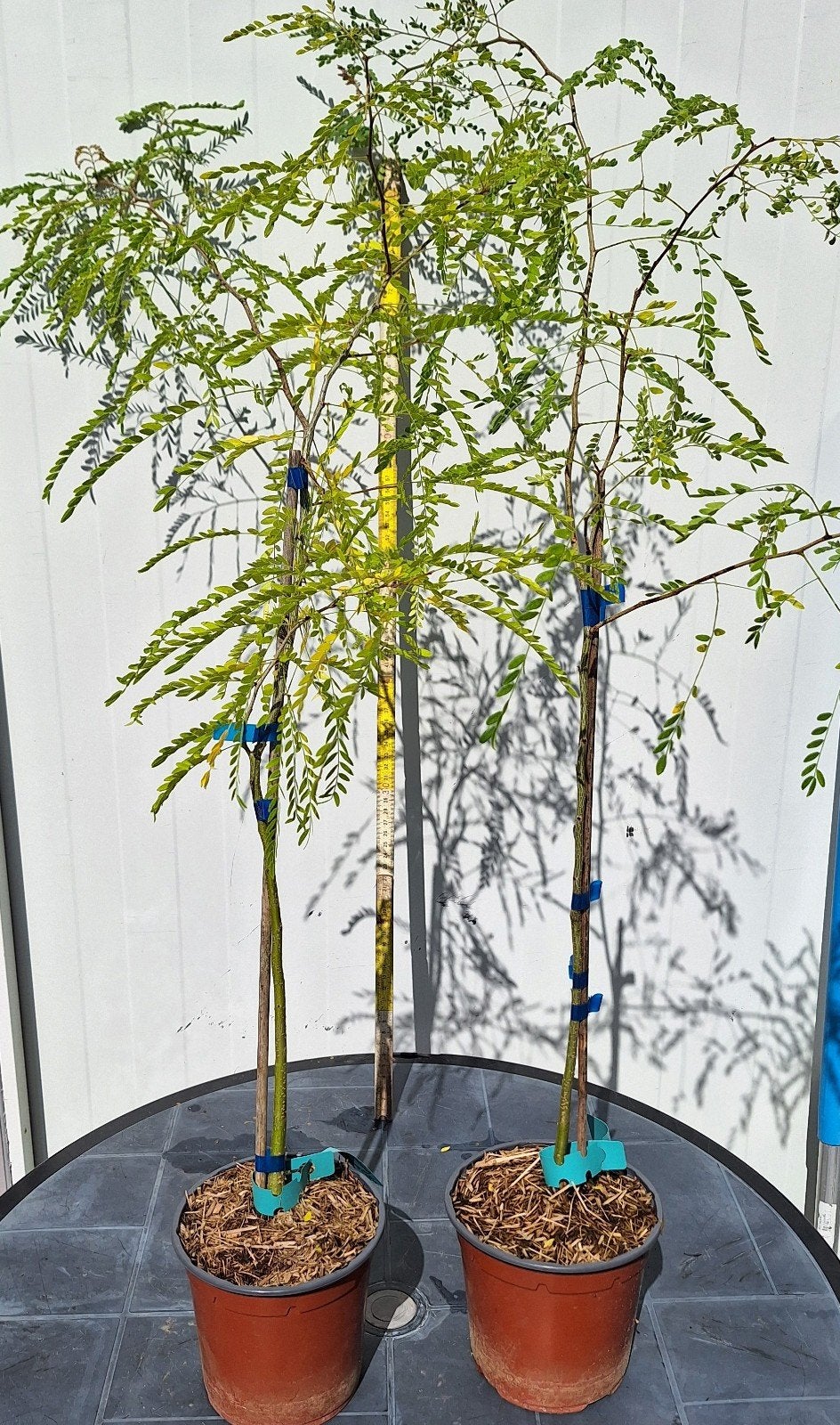 Albizia julibrissin, slaapboom, Tuin en Terras, Ophalen