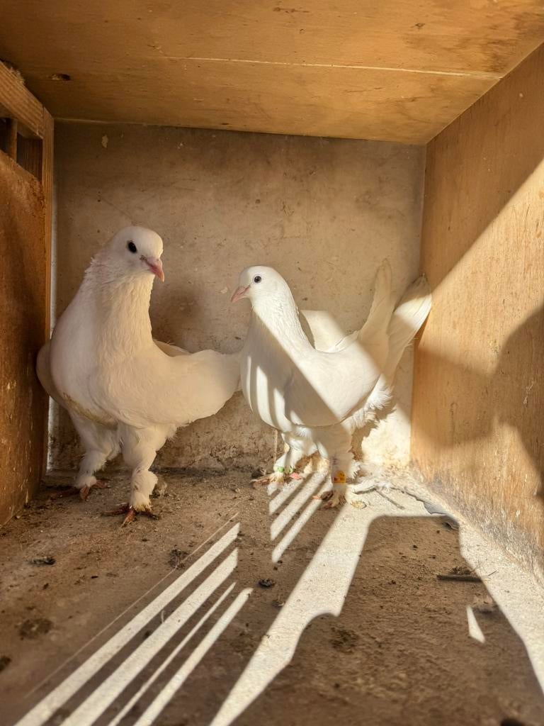 2 witte vogels koppels, Dieren en Toebehoren, Vogels | Duiven