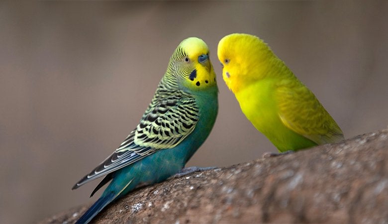 Gezocht 10 mannelijke grasparkieten, Dieren en Toebehoren