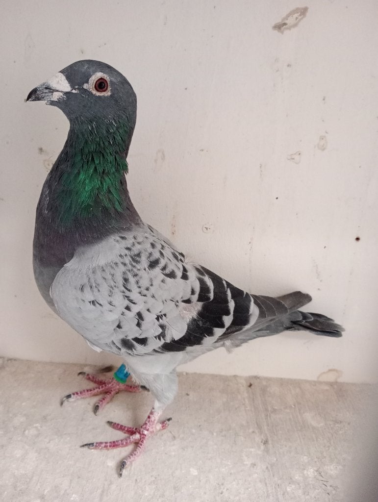 Kweekduiver !!!!!, Dieren en Toebehoren, Mannelijk, Postduif