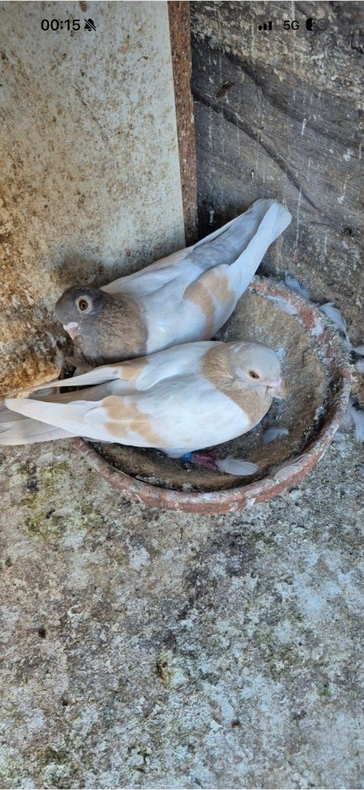 duiven te koop