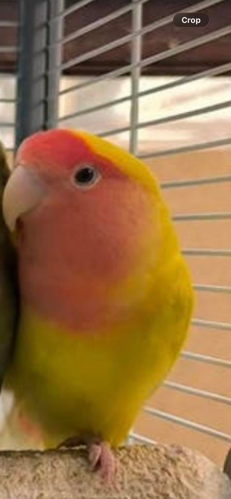 Papegaai, Animaux & Accessoires, Oiseaux | Perruches & Perroquets, Perroquet nain ou Inséparable