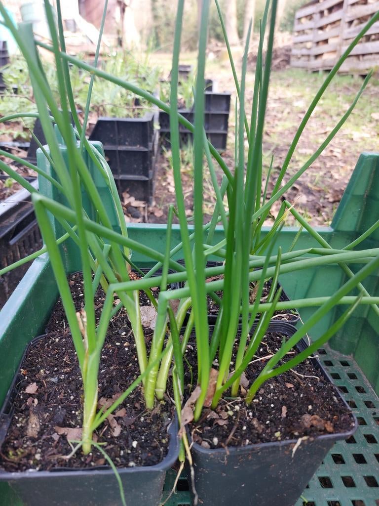 Bieslook - p9, Tuin en Terras, Ophalen