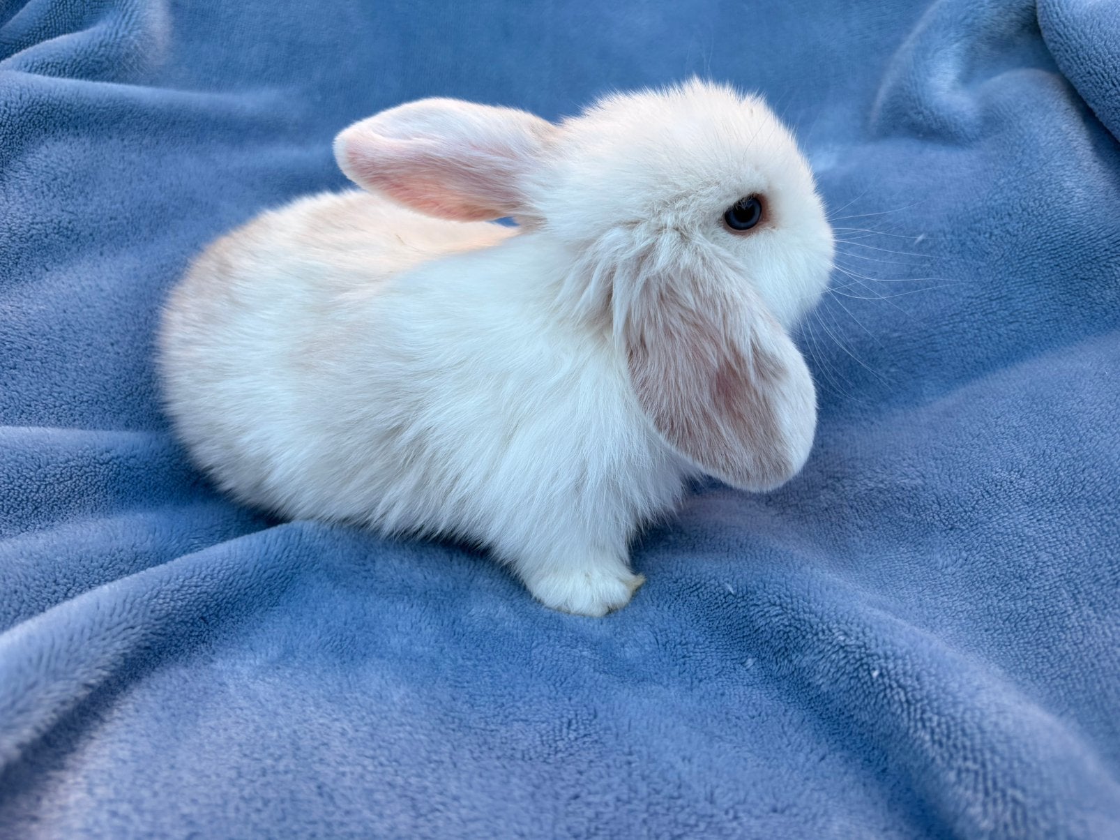 Minilop man, Mâle, Nain, Oreilles tombantes, 0 à 2 ans