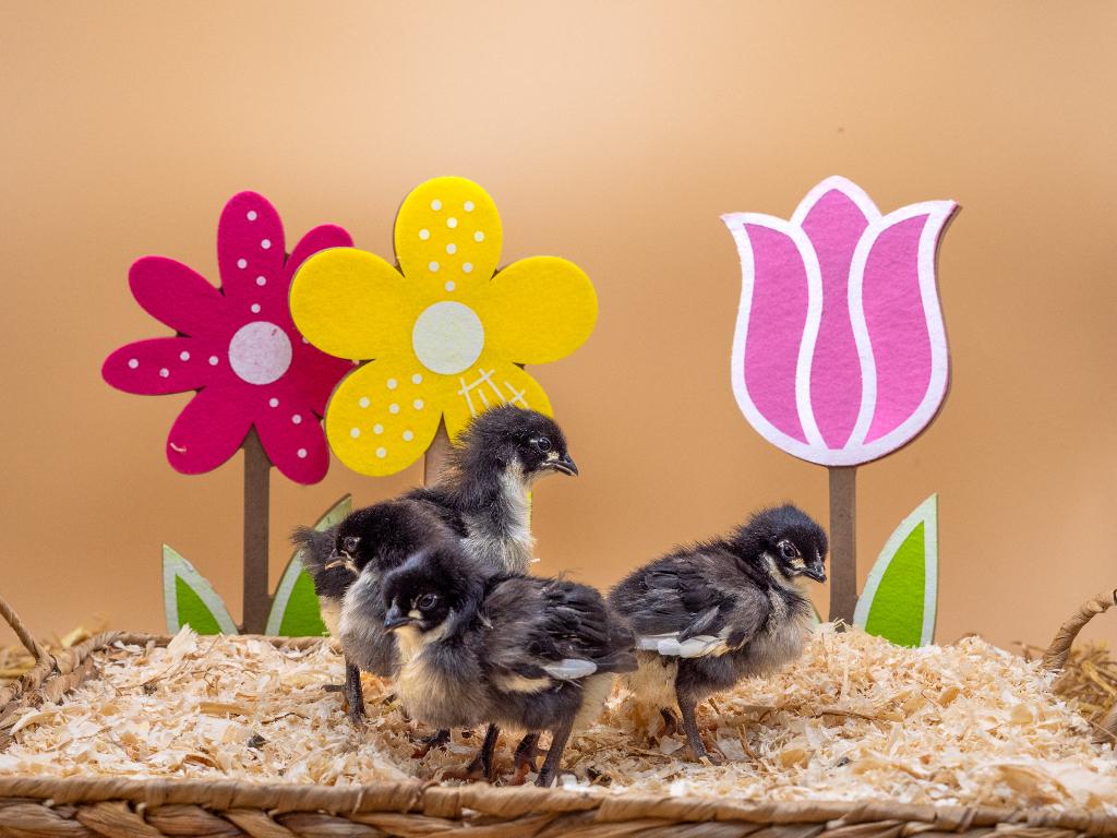 Jonge tamme Australorp kuikens gesekst en ingeënt, Dieren en Toebehoren, Pluimvee