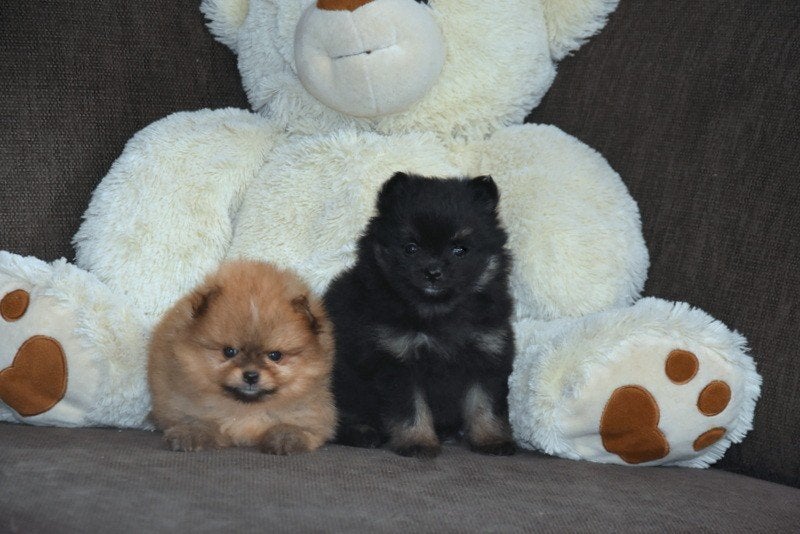 Prachtige Pomeriaantjes, Loulou, Maladie de Carré (chiens), Plusieurs, Belgique