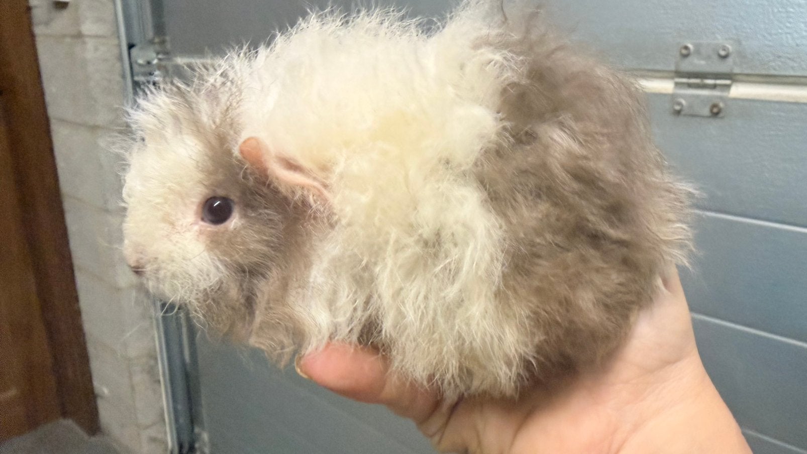 Cavia, Cobaye Texel femelle bébé, Animaux & Accessoires, Août, Domestique, Cobaye, Femelle