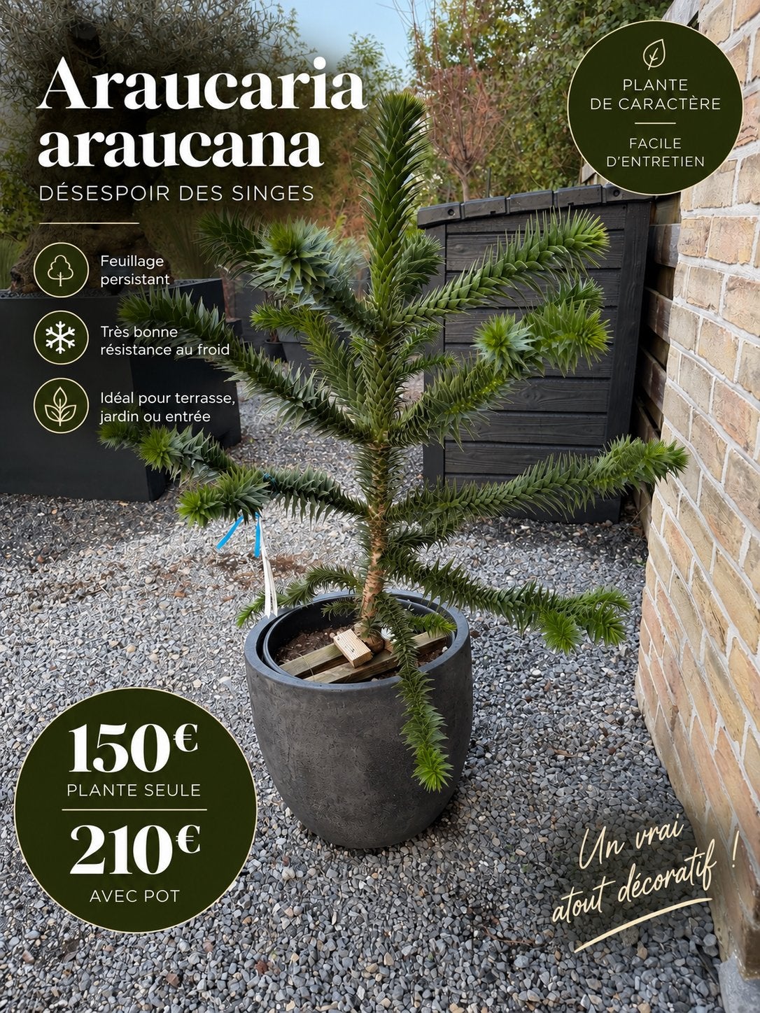 Araucaria araucana - désespoir des singes, Ophalen