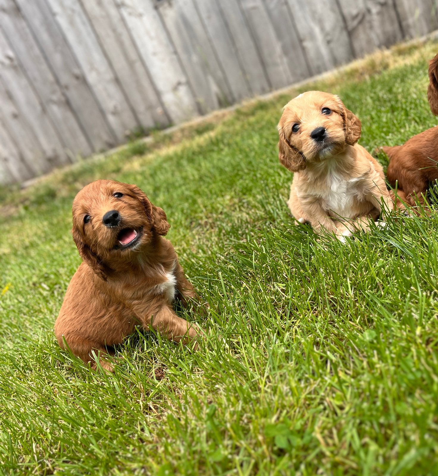 Knappe cockapoo pups, Parvo, België, 8 tot 15 weken, Meerdere