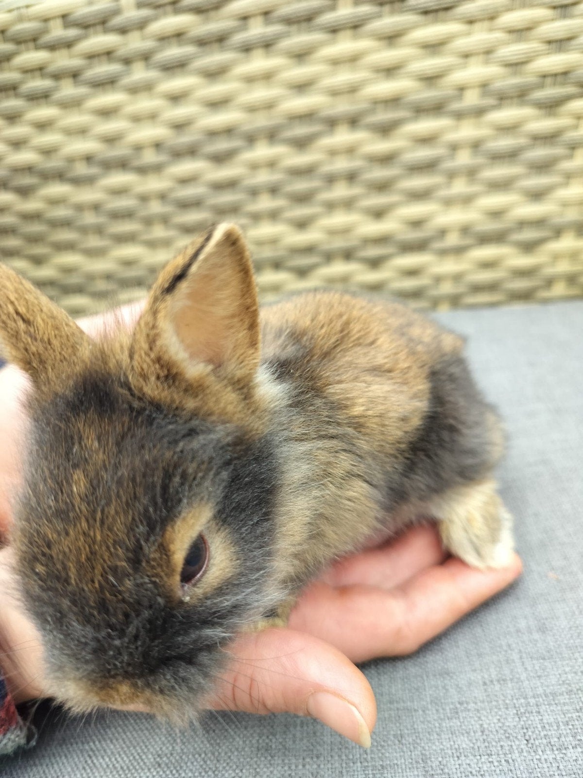 Dwergkonijn leeuwenkop, Dieren en Toebehoren, Konijnen, Dwerg
