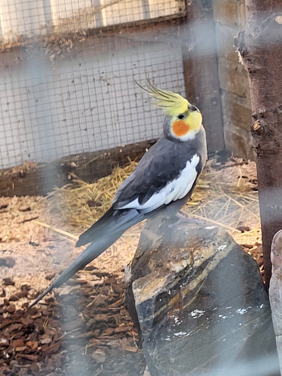 valkparkietjes. koppel !!!, Dieren en Toebehoren