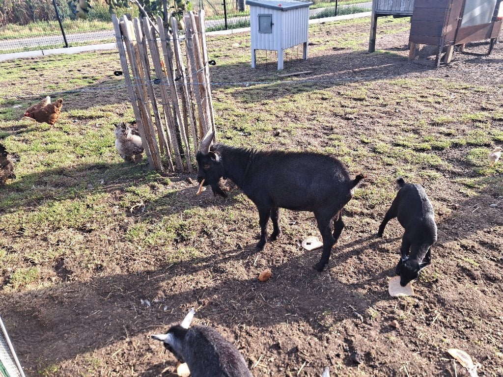Geiten bokje, Dieren en Toebehoren, Schapen, Geiten en Varkens, Mannelijk, Geit, 0 tot 2 jaar