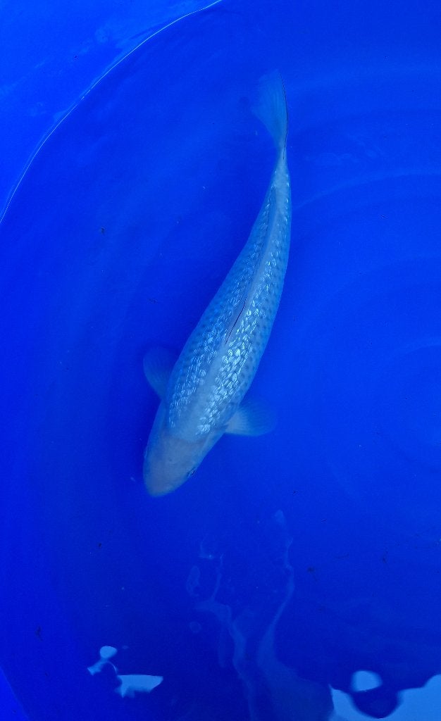 japanse koi s, Karper of Koi