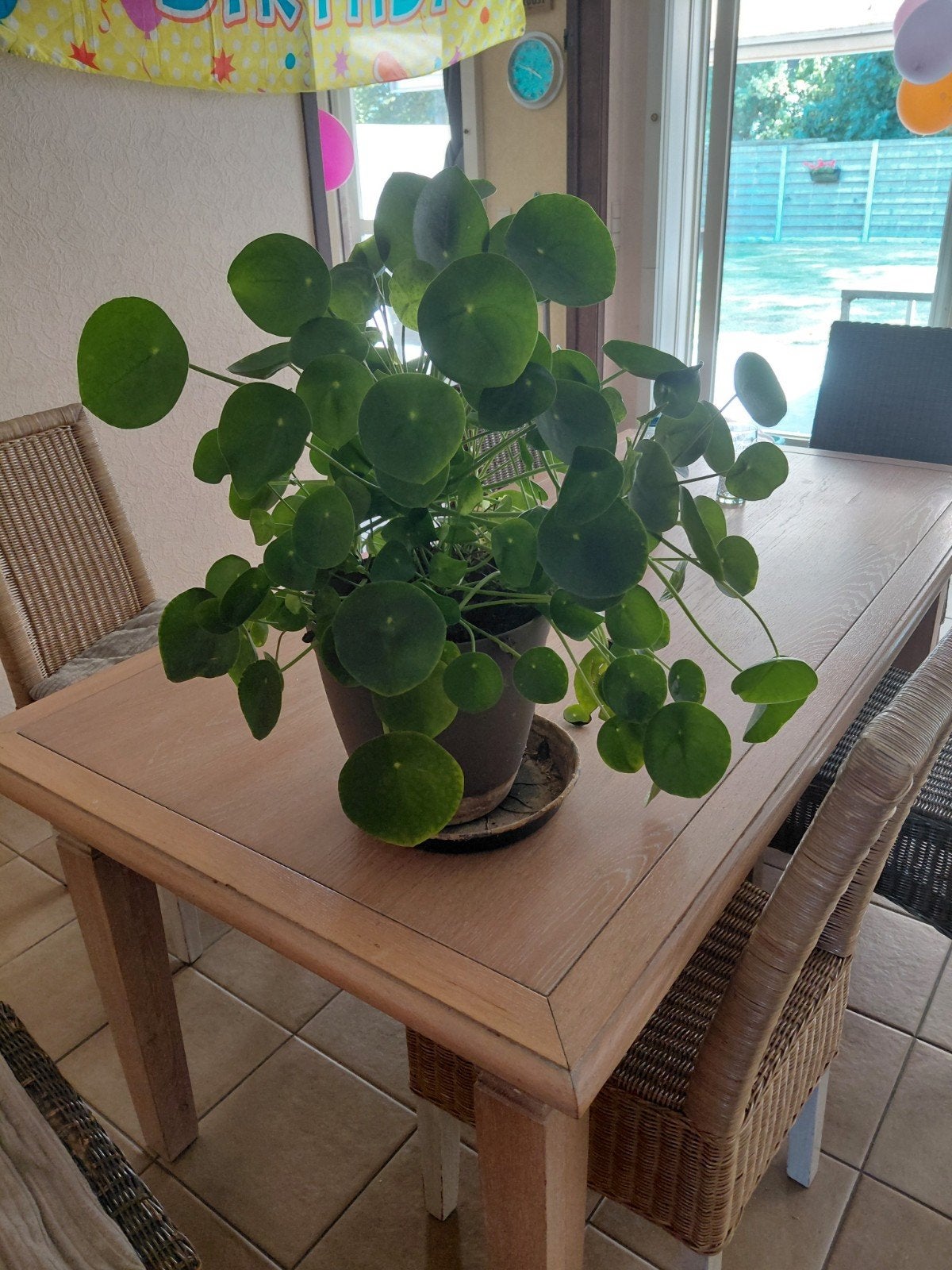 grote pannenkoekenplant of Pilea peperomioides, Huis en Inrichting, Kamerplanten, Ophalen of Verzenden, In pot